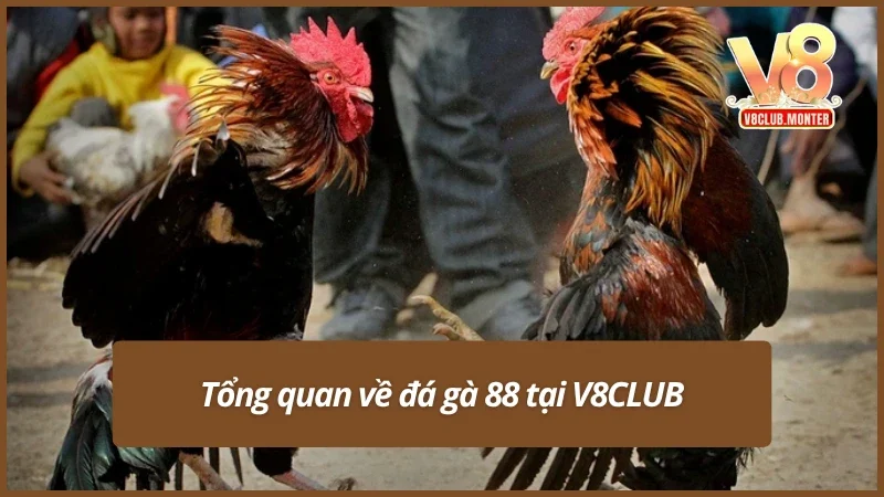 Chi tiết về đá gà 88