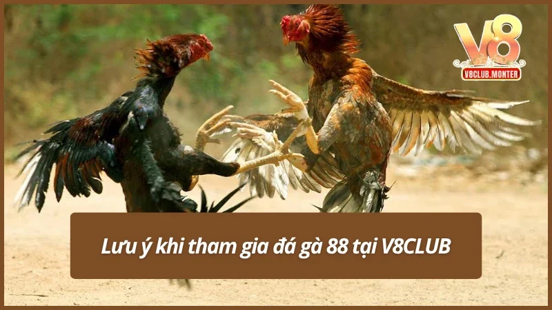 Những lưu ý quan trọng khi tham gia chơi đá gà tại đây