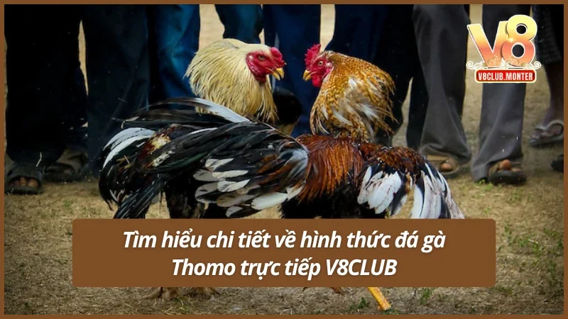 Tìm hiểu chi tiết về hình thức đá gà Thomo đấu trực tiếp V8CLUB