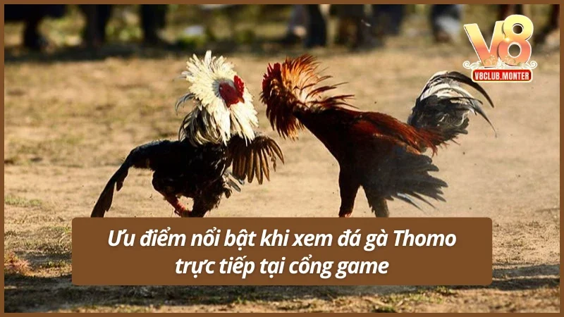 Ưu điểm nổi bật khi xem đá gà Thomo trực tiếp tại cổng gameƯu điểm nổi bật khi xem đá gà Thomo đấu trực tiếp tại cổng game
