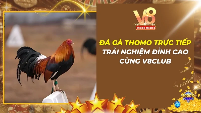 Đá Gà Thomo Trực Tiếp