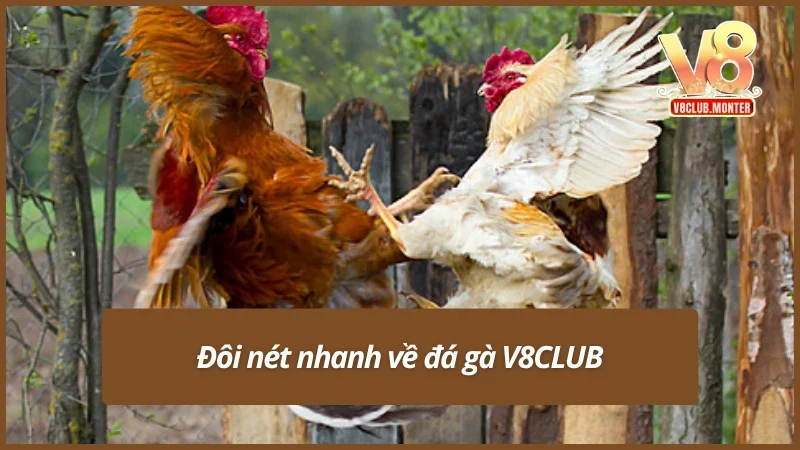 Tìm hiểu nhanh về đá gà V8CLUB