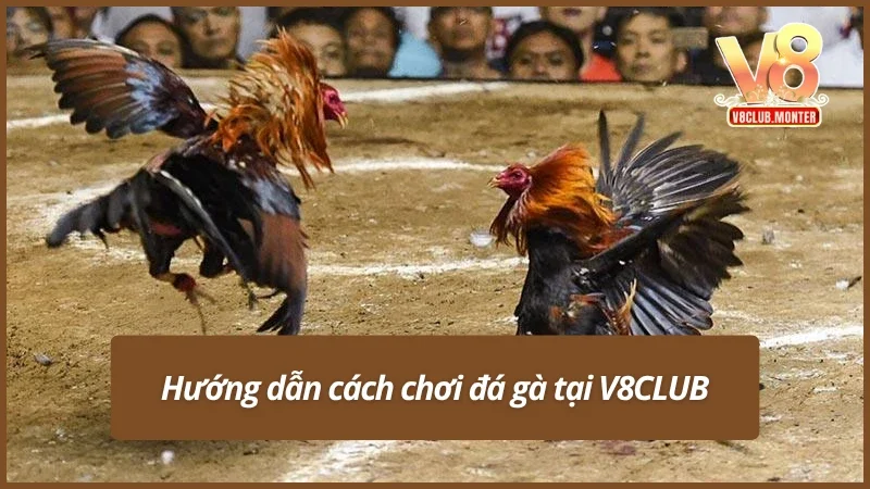 Cách chơi chi tiết đá gà tại V8CLUB