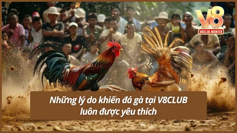 Ưu điểm nổi bật khi chơi đá gà tại V8CLUB