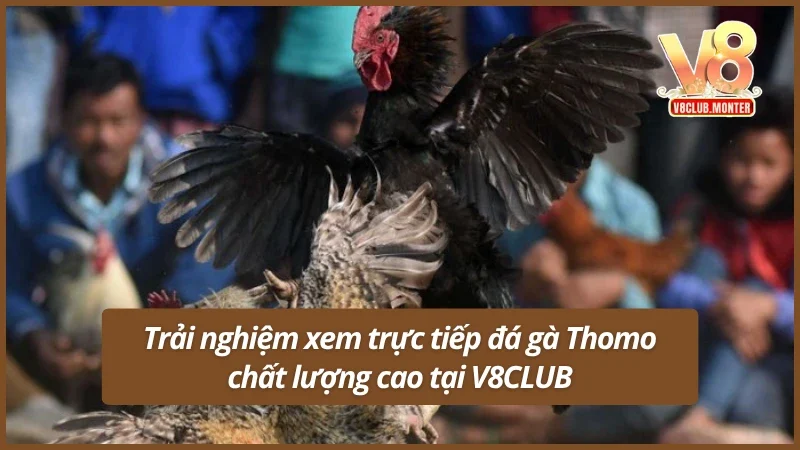 Xem trực tiếp đá gà Thomo siêu nét