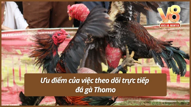 Điểm mặt một số ưu điểm vượt trội khi tham gia xem trực tiếp đá gà