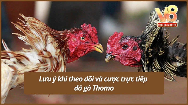 Cẩn thận mắc những sai lầm khi xem trực tiếp đá gà Thomo