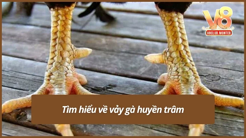 Tổng quan về vảy gà huyền trâm