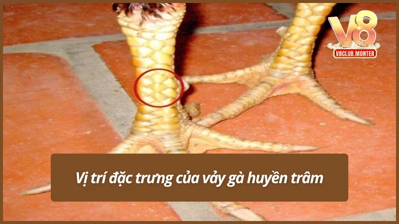 Vị trí đặc trưng của vảy đẹp trên cơ thể chiến kê