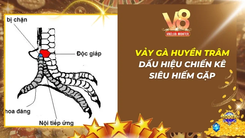Vảy Gà Huyền Trâm